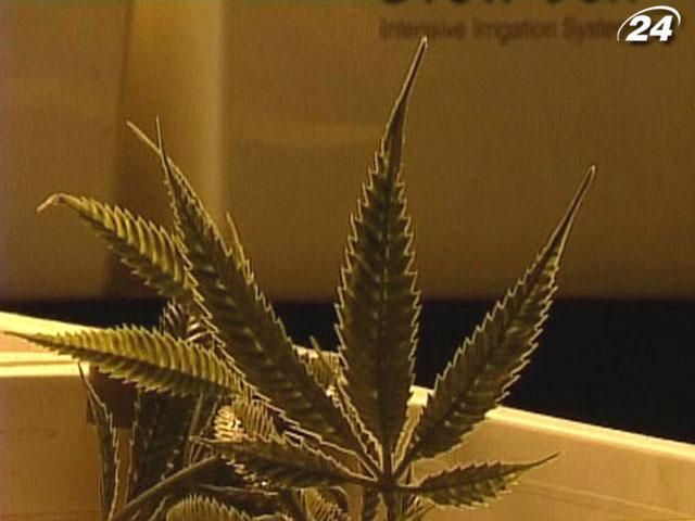 Американські аптеки судяться з владою щодо заборони продавати марихуану хворим