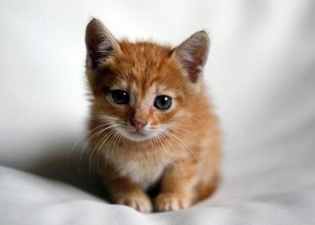 В Ровенской области живет кот Нацик с трезубцем на голове (Фото) В Ровенской области живет кот Нацик с трезубцем на голове (Фото)