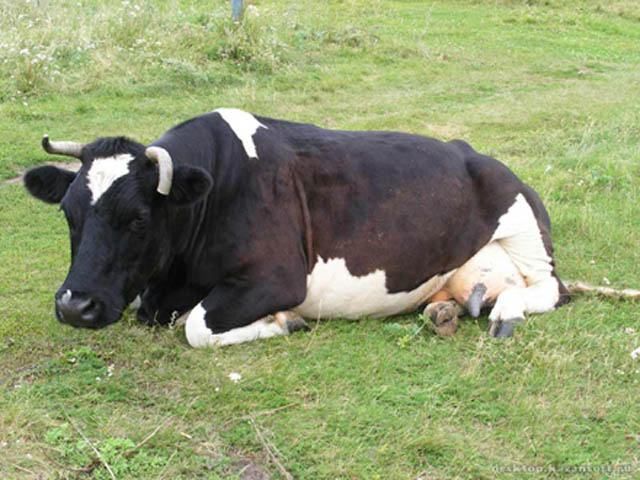 Мясо коровы, погибшей от сибирькои язвы, попало в продажу