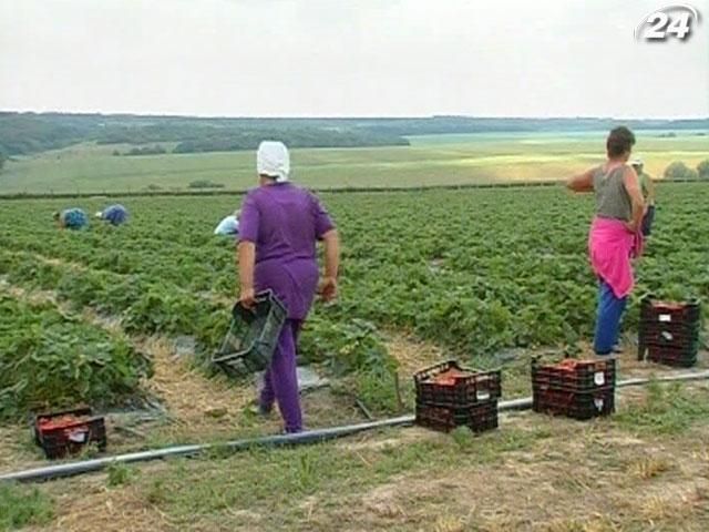 Аграрии будут терять ежегодно 20 млрд гривен из-за налоговых новаций Аграрии будут терять ежегодно 20 млрд гривен из-за налоговых новаций