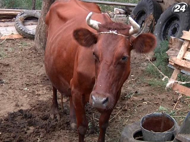 Ветеринары обнаруживают скот, не привитый от "сибирки"
