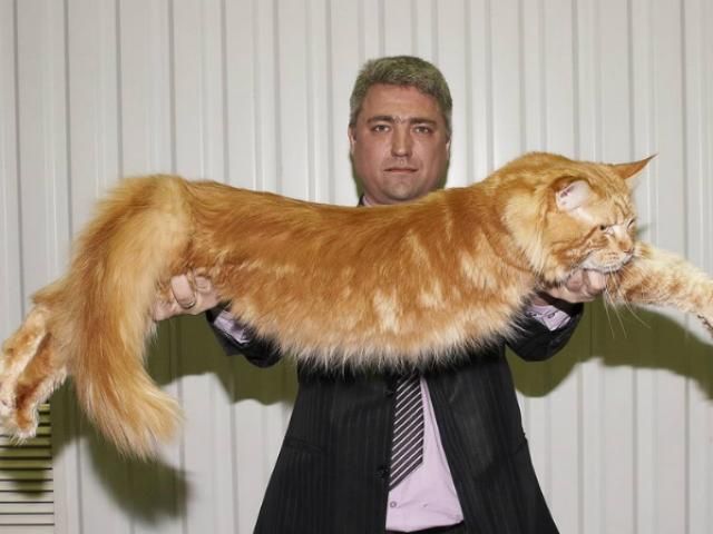 Кота-обжору похитители вернули хозяевам Кота-обжору похитители вернули хозяевам