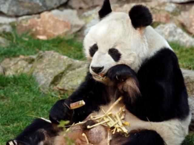 Померла найстарша у світі панда