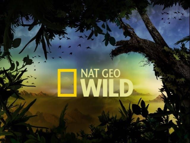 Украина предупредила National Geographic относительно возможного прекращения трансляции