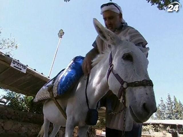 В Ізраїлі екскурсійних ослів обладнали Wi-Fi В Ізраїлі екскурсійних ослів обладнали Wi-Fi