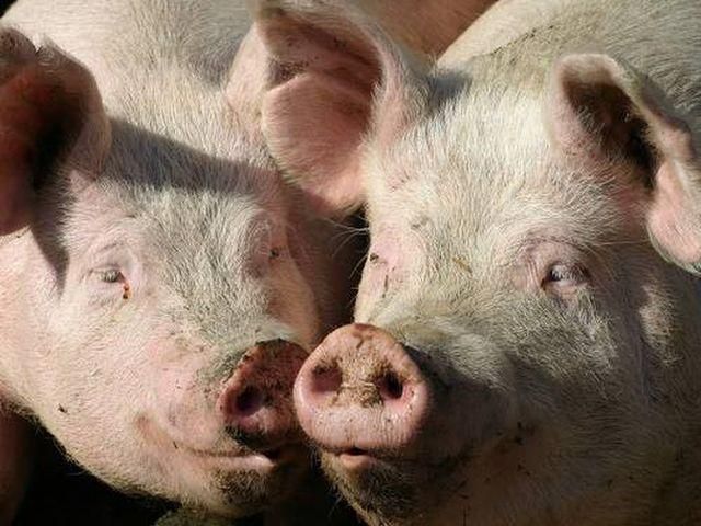 Євросоюз готовий допомогти Україні у боротьбі проти свинячої чуми