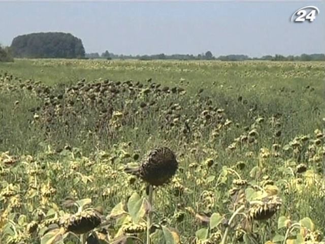 Спека завдала значних збитків продовольчому сектору Балкан Спека завдала значних збитків продовольчому сектору Балкан