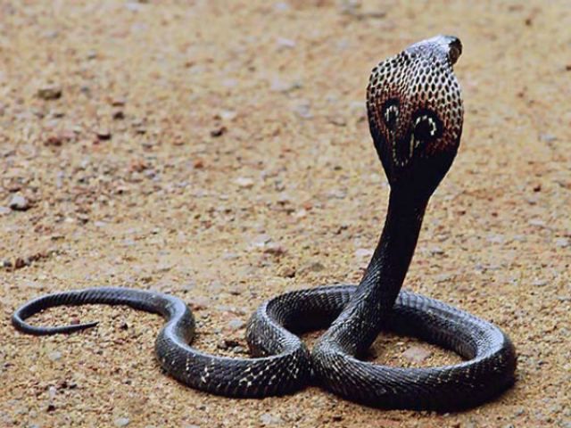 Непальський селянин закусав до смерті кобру Непальський селянин закусав до смерті кобру