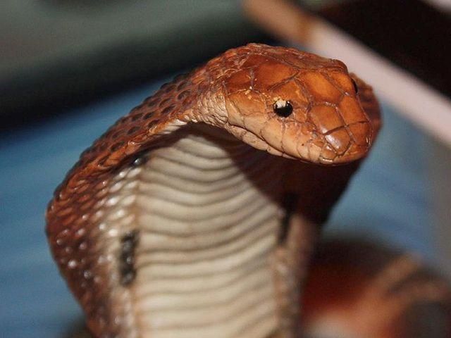 У Непалі чоловік загриз кобру, яка на нього напала У Непалі чоловік загриз кобру, яка на нього напала