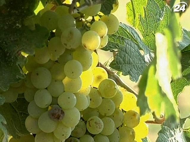 Жаркая погода в Италии обеспечила отличное качество винограда