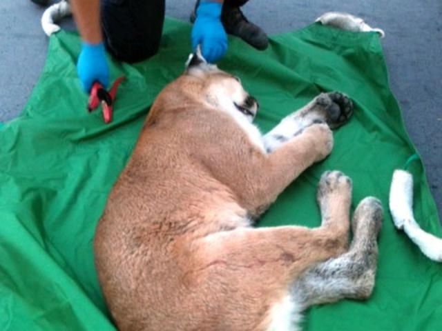 Молодая пума посетила казино Молодая пума посетила казино