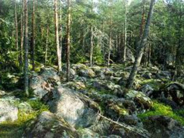 Українських туристів, які заблудилися у лісах Карелії, знайшли Українських туристів, які заблудилися у лісах Карелії, знайшли