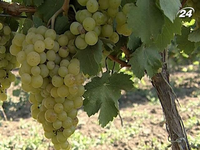 Урожай винограда в этом году будет меньше, чем в прошлом году