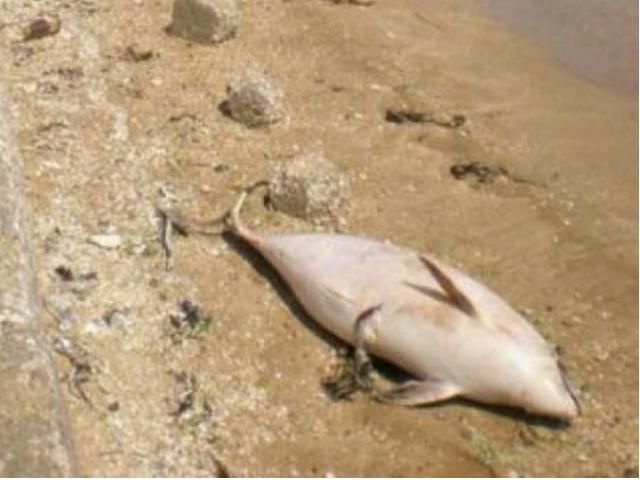 У загибелі дельфінів звинувачують військових У загибелі дельфінів звинувачують військових