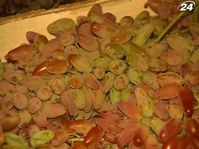 Урожай винограду в Криму становитиме 60 тисяч тонн Урожай винограду в Криму становитиме 60 тисяч тонн