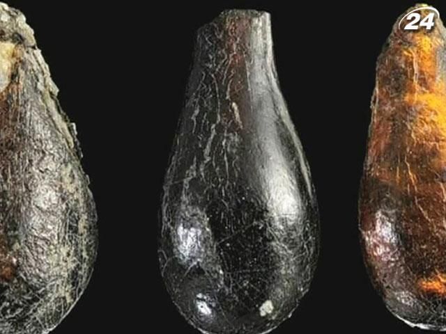 Вчені знайшли у бурштині комах, яким 230 мільйонів років Вчені знайшли у бурштині комах, яким 230 мільйонів років