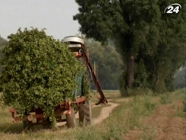 Через погодні умови урожай хмелю у Чехії знизиться