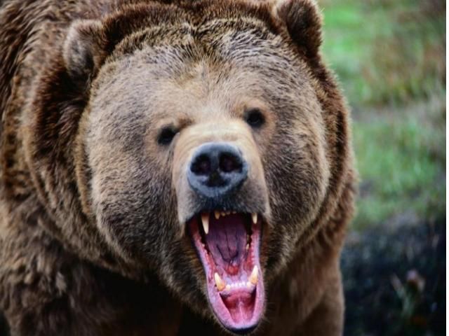 У Вінниці ведмідь відгриз людині ногу У Вінниці ведмідь відгриз людині ногу