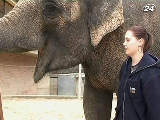 Написані слонихою картини продають за $2 тисячі Написані слонихою картини продають за $2 тисячі