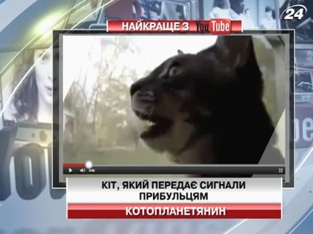 Кот передает сигналы пришельцам
