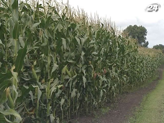 Мінагрополітики та зернотрейдери визначили обсяги експорту зерна Мінагрополітики та зернотрейдери визначили обсяги експорту зерна