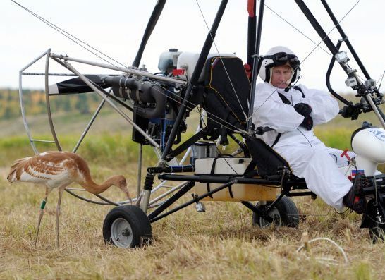 "Полет надежды" Путина закончился смертью нескольких журавлей "Полет надежды" Путина закончился смертью нескольких журавлей
