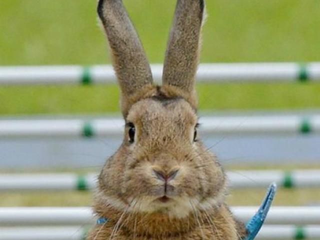 В Германии прошли кроличьи бега В Германии прошли кроличьи бега