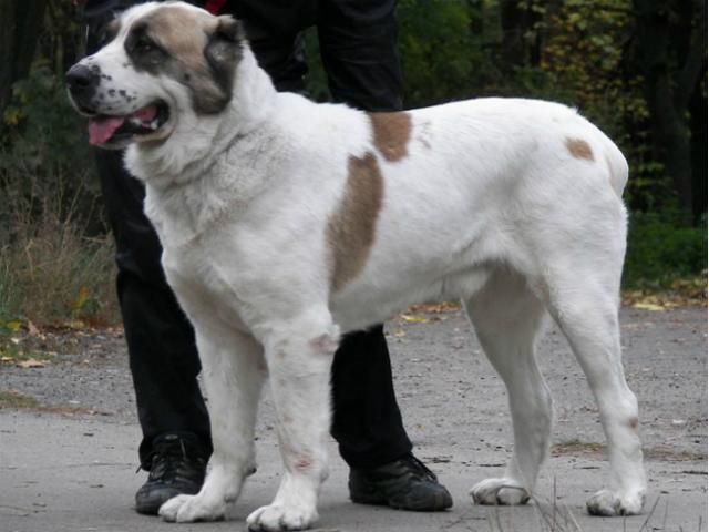 Собака врятував п'яного господаря, заплативши за це своїм життям Собака врятував п'яного господаря, заплативши за це своїм життям