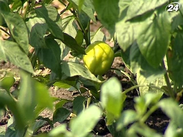 Українські фермери вирощуватимуть екзотичні культури Українські фермери вирощуватимуть екзотичні культури