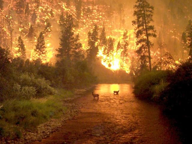 В Украине объявили пожарную опасность В Украине объявили пожарную опасность