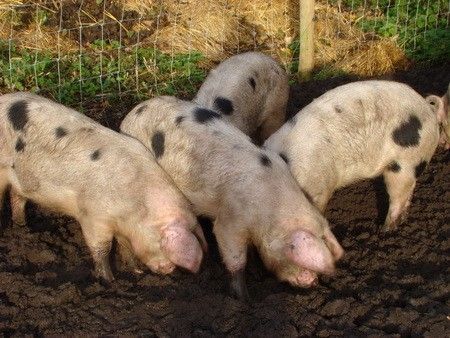 В России вновь вспыхнула африканская свиная чума В России вновь вспыхнула африканская свиная чума