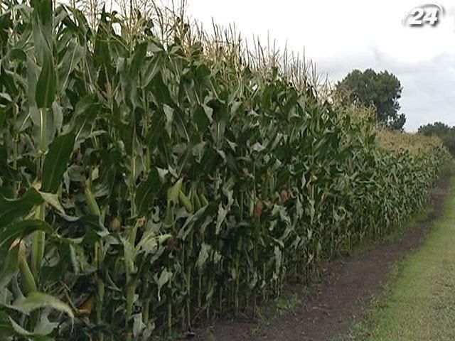 Україна здатна посісти друге місце у світі з експорту кукурудзи Україна здатна посісти друге місце у світі з експорту кукурудзи