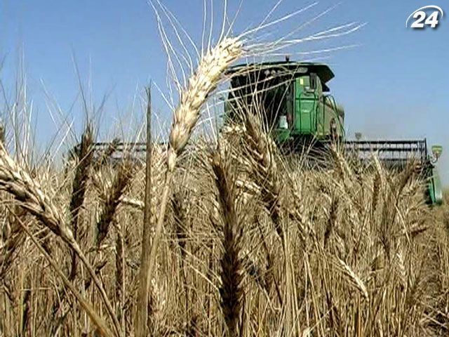 Мінагрополітики покращило прогноз врожаю зернових