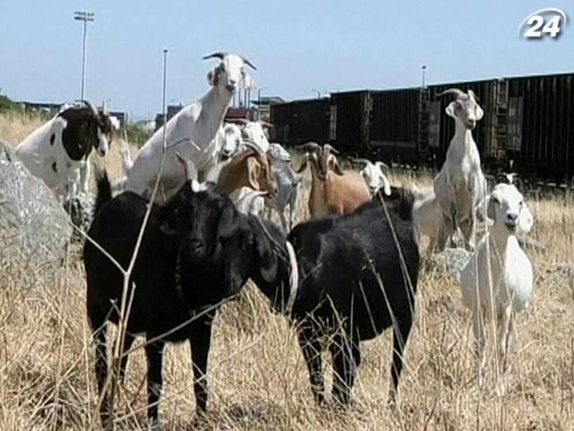 В Военно-морские силы США приняли стадо коз