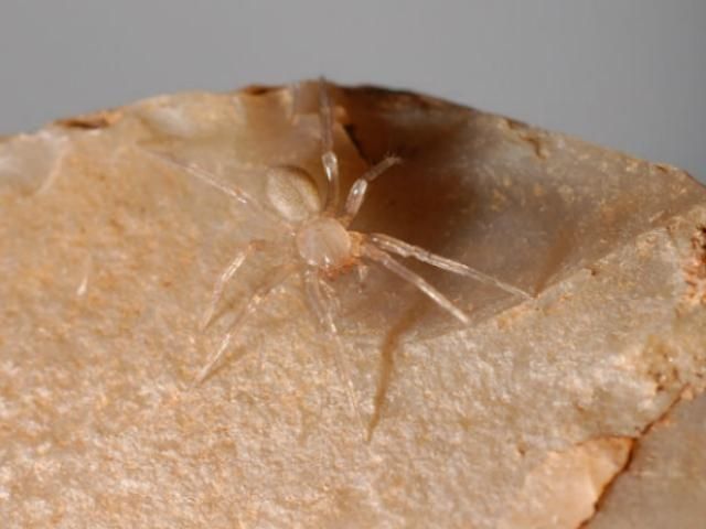 Из-за паука остановили строительство на 15 миллионов долларов Из-за паука остановили строительство на 15 миллионов долларов