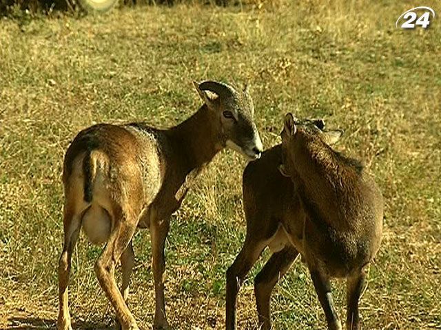 В Крыму открыли один из крупнейших на полуострове питомник для диких животных В Крыму открыли один из крупнейших на полуострове питомник для диких животных