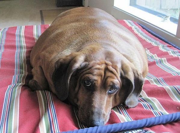 Таксу вагою 35 кілограмів посадили на дієту (Відео) Таксу вагою 35 кілограмів посадили на дієту (Відео)