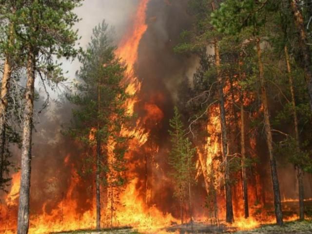 В Україні оголосили надзвичайну пожежну небезпеку