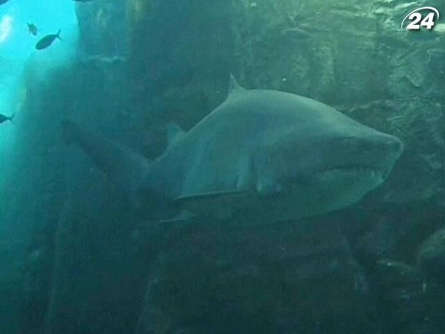 Австралийские ученые создали безопасное оружие против акул Австралийские ученые создали безопасное оружие против акул