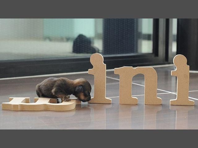 У Великобританії живе найменша собака (Фото) У Великобританії живе найменша собака (Фото)