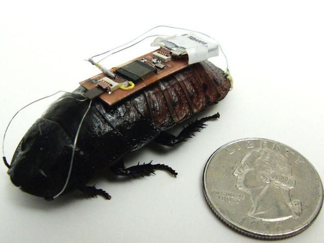 В США изобрели радиоуправляемого таракана (Видео)