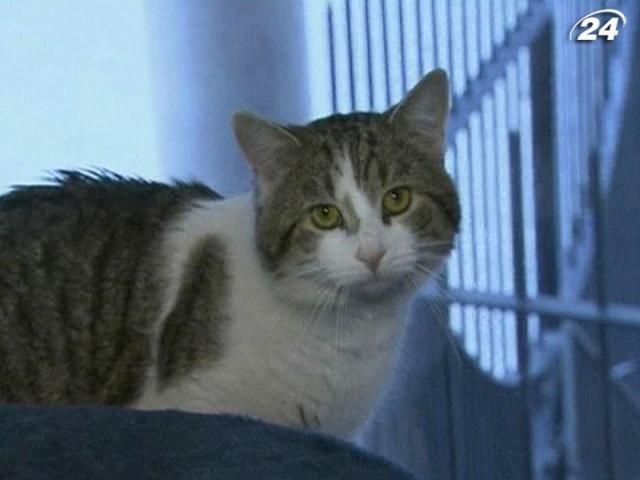 Девід Кемерон звільнив кота Ларрі з поста головного мишолова Девід Кемерон звільнив кота Ларрі з поста головного мишолова