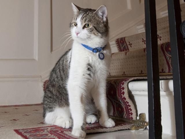 Британський прем'єр відправив Головного мишолова країни у відставку Британський прем'єр відправив Головного мишолова країни у відставку