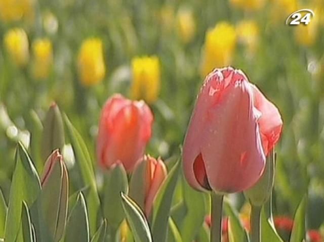 В Австралії розпочався Національний фестиваль квітів "Флоріада" В Австралії розпочався Національний фестиваль квітів "Флоріада"