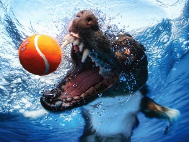 Собаки ныряют под воду за "добычей" (Фото)
