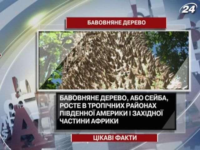 Хоча бавовняне дерево і має таку назву, на ньому не росте бавовна