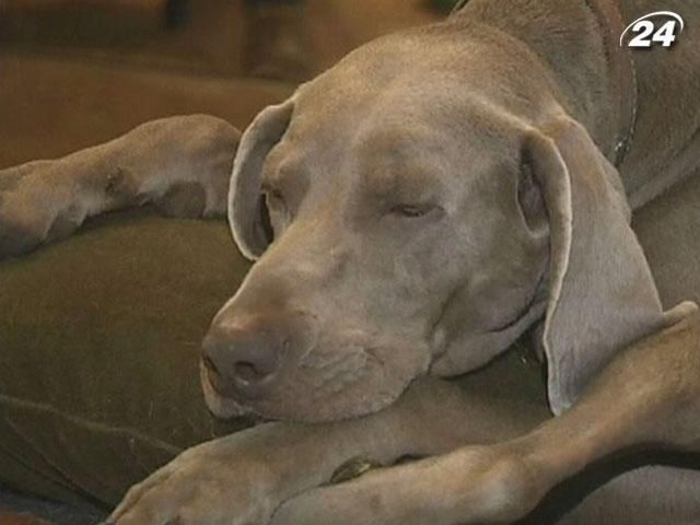 В московских парках неизвестные специально отравляют собак В московских парках неизвестные специально отравляют собак