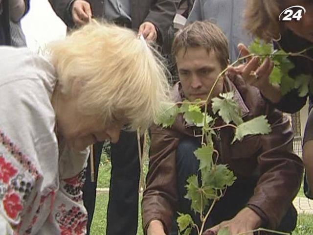 На Андріївському Узвозі висадили виноград з Монмартра На Андріївському Узвозі висадили виноград з Монмартра