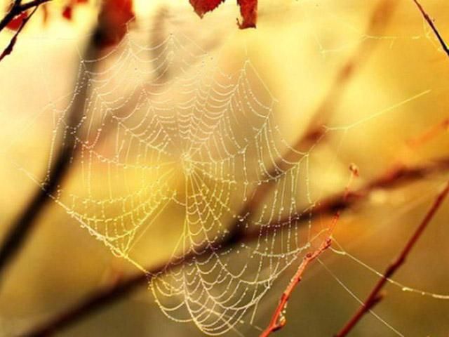 Гідрометеоцентр: Бабине літо триватиме щонайменше до кінця вересня Гідрометеоцентр: Бабине літо триватиме щонайменше до кінця вересня