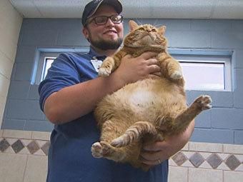 В США 19-килограммовая кошка попала в приют для животных